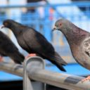 KRAKOW’S  PIGEONS