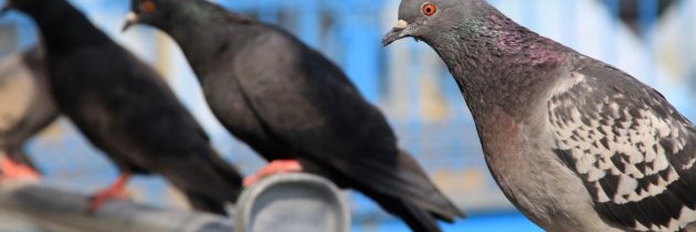 KRAKOW’S  PIGEONS